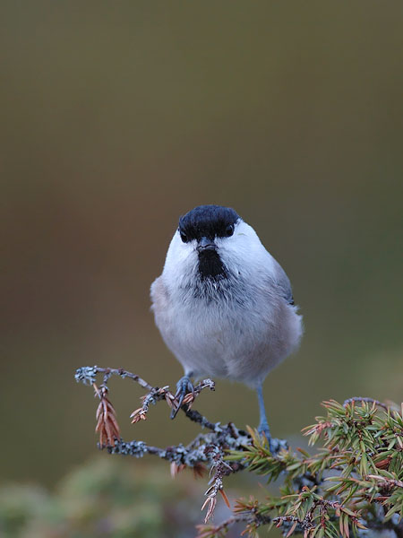 Hömötiainen, Willow Tit, Poecile montanus